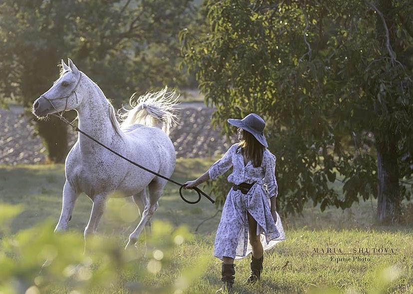 Arabian Horses @Maria Shutova